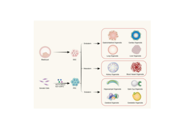 干细胞定向分化